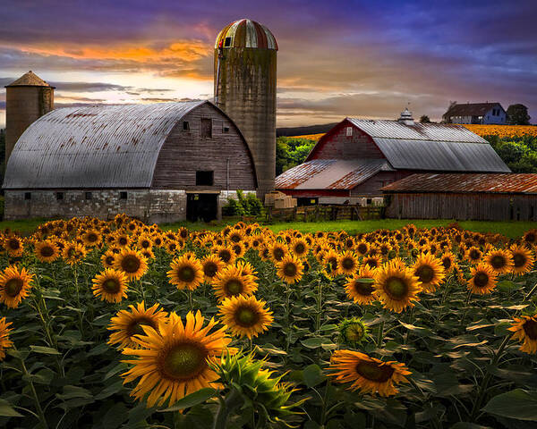 Barn Poster featuring the photograph Evening Sunflowers by Debra and Dave Vanderlaan