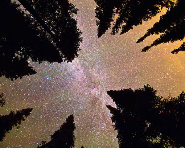Milky Way Poster featuring the photograph Eye of The Forest by James BO Insogna