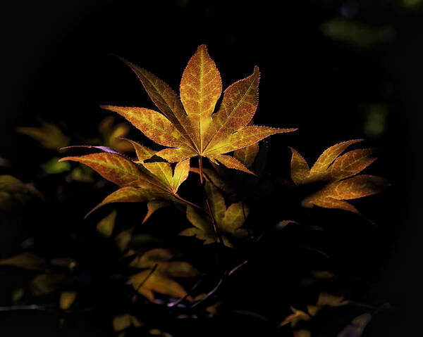 Sweet Gum Poster featuring the photograph Fall Color in Woodland Light by Michael Dougherty
