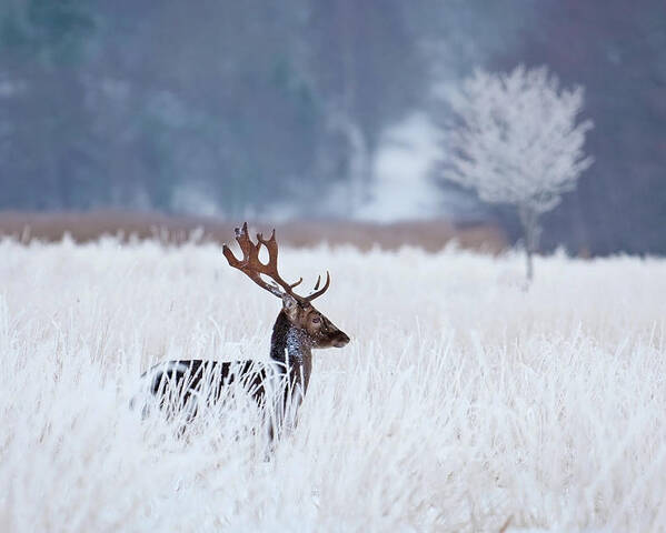 Animal Poster featuring the photograph Fallow Deer In The Frozen Winter Landscape by Allan Wallberg