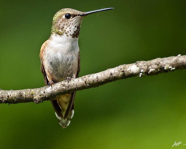 Adult Poster featuring the photograph Female Rufous Hummingbird in a Tree by Jeff Goulden