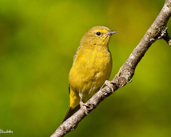 Animal Poster featuring the photograph Female Yellow Warbler by Jeff Goulden