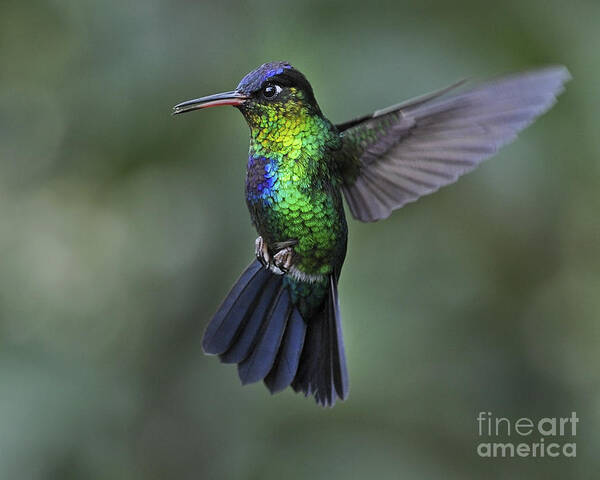 Fiery-throated Hummingbird Poster featuring the photograph Fiery-throated Hummingbird.. by Nina Stavlund