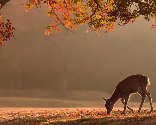 Deer Poster featuring the photograph First Autumn by Yoshinori Matsui