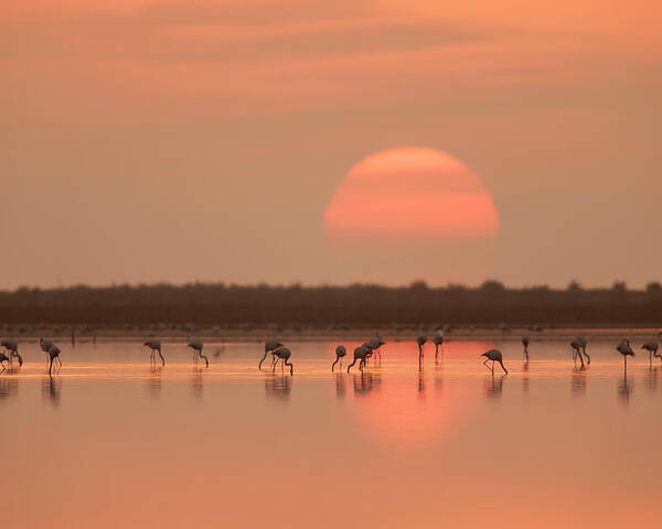 Nature Poster featuring the photograph Flamingos At Sunrise by Joan Gil Raga