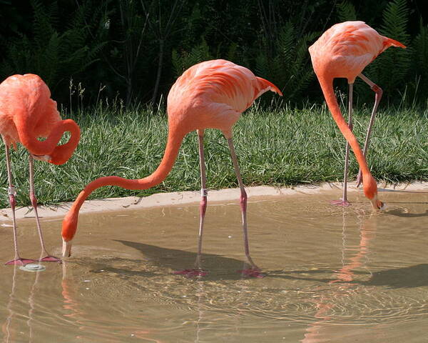 Birds Poster featuring the photograph 3 Flamingos drinking water by Valerie Collins
