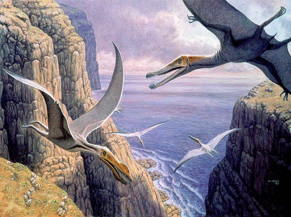 Pterosaur Poster featuring the photograph Flying Pterosaurs by Mauricio Anton
