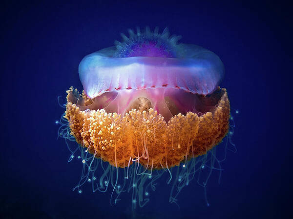 Jellyfish Poster featuring the photograph Fried Egg Jellyfish by Luckyguy
