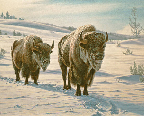 Wildlife Poster featuring the painting Frosty Morning - Buffalo by Paul Krapf
