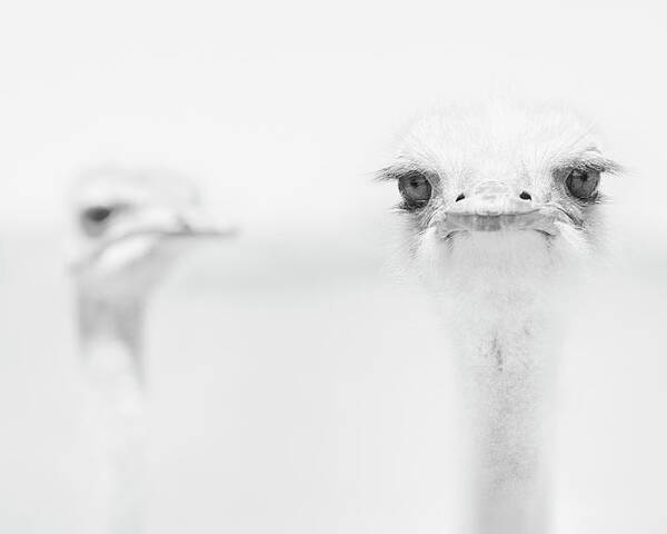 Ostrich Poster featuring the photograph Funny Ostrich by Carlo Tonti