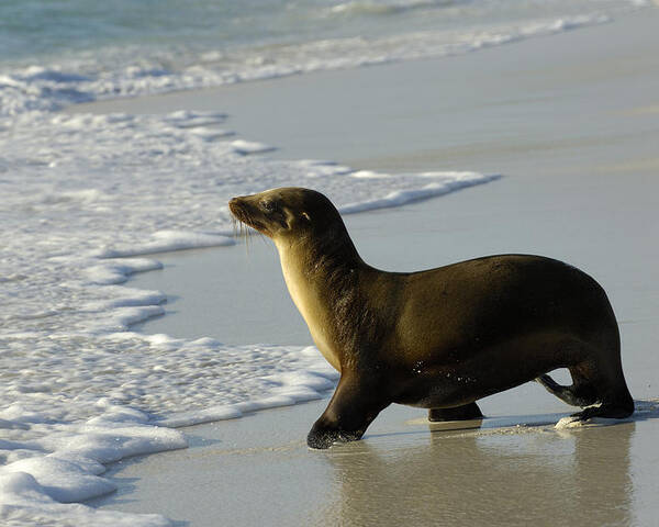 Feb0514 Poster featuring the photograph Galapagos Sea Lion In Gardner Bay by Pete Oxford