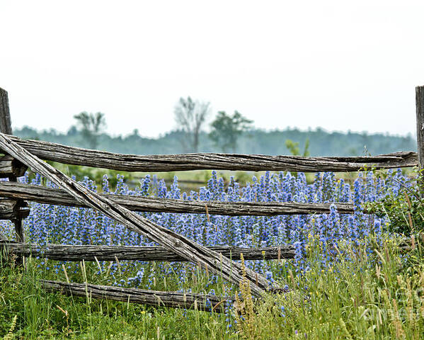 Wild Flowers Poster featuring the photograph Gate to Blue by Cheryl Baxter