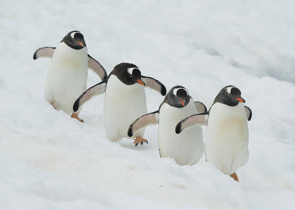 534754 Poster featuring the photograph Gentoo Penguin Quartet Booth Isl by Kevin Schafer