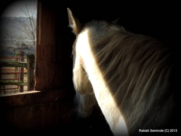 Horse Poster featuring the photograph Gitchie by Rabiah Seminole