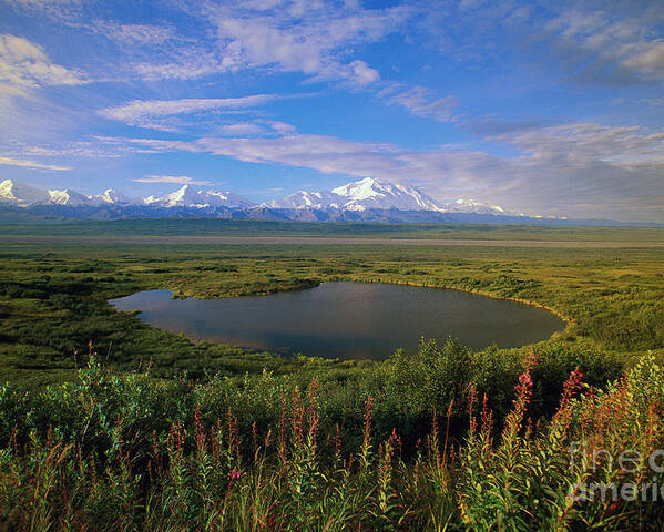 00340579 Poster featuring the photograph Glacial Kettle Pond And Denali by Yva Momatiuk John Eastcott