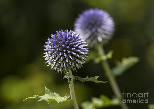 Globe Thistle Poster featuring the photograph Globe Thistle by Dan Hefle