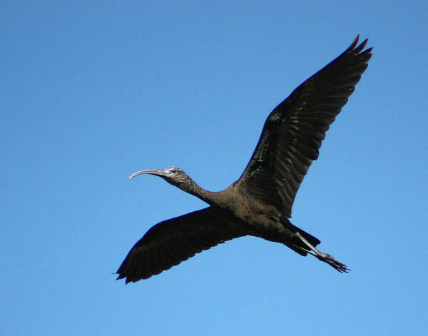 Audubon Poster featuring the photograph Glossy Ibis in Flight by Dawn Currie