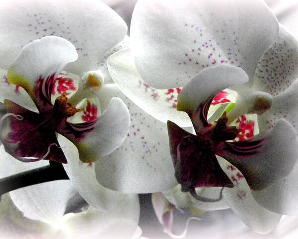 White Orchid Poster featuring the photograph Glowing White Orchids by Kim Galluzzo Wozniak