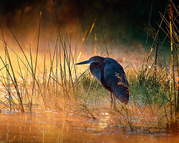 Heron Poster featuring the photograph Goliath heron with sunrise over misty river by Johan Swanepoel