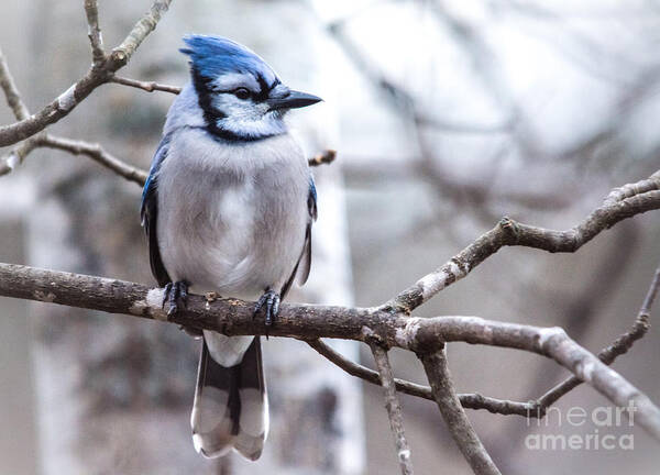  Poster featuring the photograph Gorgeous Blue Jay by Cheryl Baxter