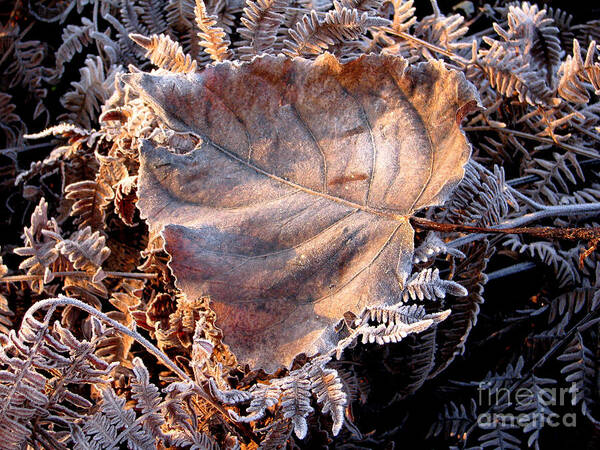 Fall Poster featuring the photograph Graced By Frost by Rory Siegel
