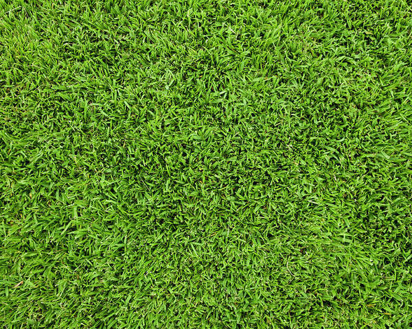 Grass Background Poster by Mphillips007 