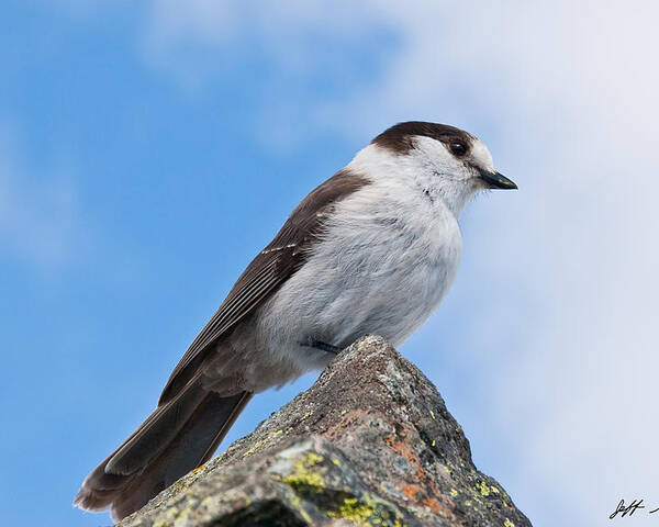 Animal Poster featuring the photograph Gray Jay With Blue Sky Background by Jeff Goulden