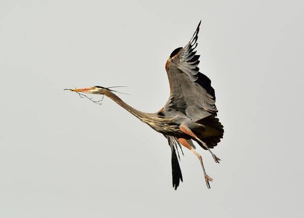 Wildlife Poster featuring the photograph Great Blue Heron in flight by Kathy King