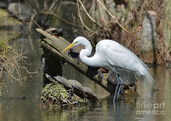 Egret Poster featuring the photograph Great Egret In The Swamps by Kathy Baccari
