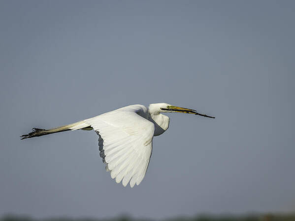 Great Egret Poster featuring the photograph Great Egret With Intentions by Thomas Young