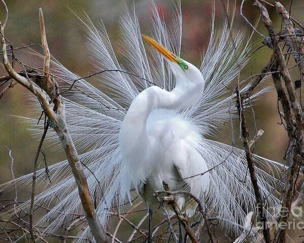Birds Poster featuring the photograph Great White Egret With Breeding Plumage by Kathy Baccari