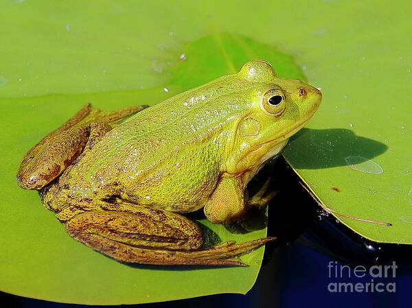 Frogs Poster featuring the photograph Green Frog 2 by Amanda Mohler