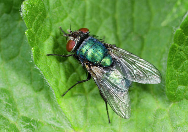 Insect Poster featuring the photograph Greenbottle by Nigel Downer