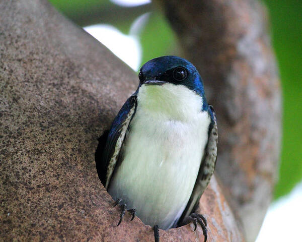 Male Tree Swallow Poster featuring the photograph Guarding his Gourd by Brook Burling