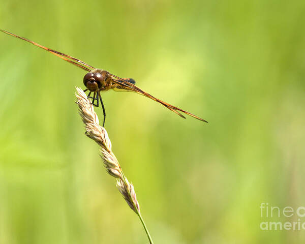 Tiger Striped Dragonfly Poster featuring the photograph Hang On by Cheryl Baxter