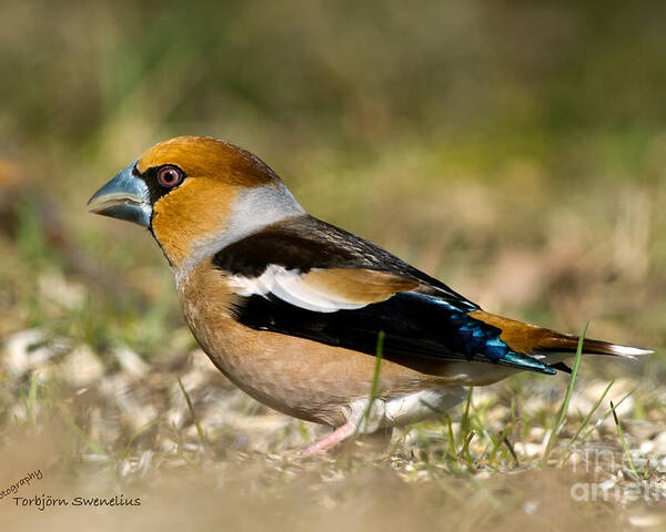 Hawfinch's Back Poster featuring the photograph Hawfinch's Back by Torbjorn Swenelius