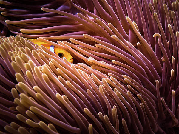 Anemonefish Poster featuring the photograph Hide And Seek... by Luckyguy