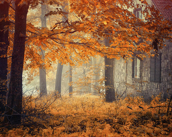 Tree Poster featuring the photograph Hideaway by Ildiko Neer
