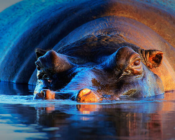 Hippopotamus Poster featuring the photograph Hippopotamus at sunset by Johan Swanepoel
