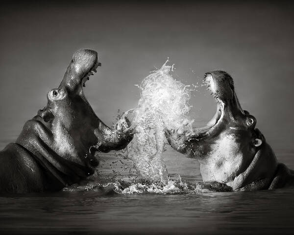Hippo Poster featuring the photograph Hippo's fighting by Johan Swanepoel