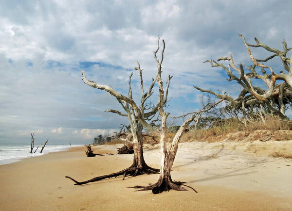Landscape Poster featuring the photograph Hobcaw Boneyard Beach by Deborah Smith