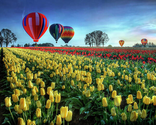 Tulip Poster featuring the photograph Hot Air Balloons Over Tulip Field by William Lee