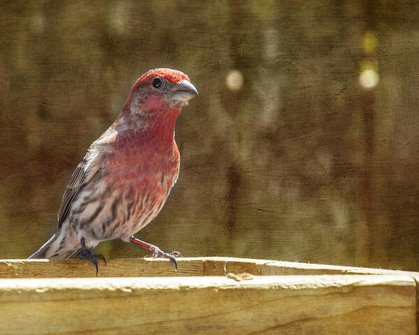 Bird Poster featuring the photograph House Finch by Cathy Kovarik