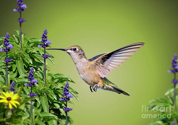 Hummingbird Poster featuring the photograph Hummingbird On Purple Flowers by Kathy Baccari
