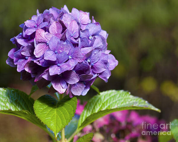 Hydrangea Poster featuring the photograph Hydrangea by Belinda Greb