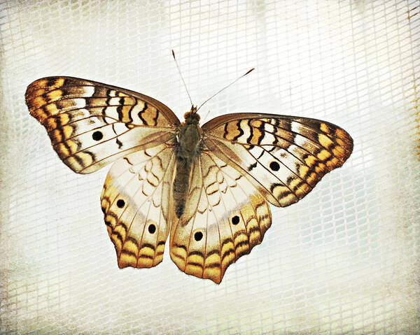 Butterfly Photograph Poster featuring the photograph Illuminated Wings by Lupen Grainne