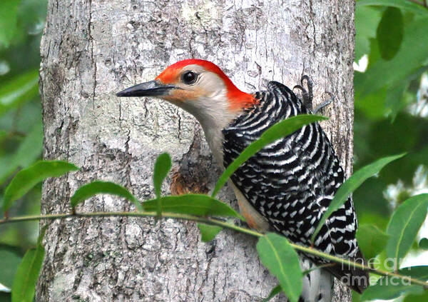 Woodpecker Poster featuring the photograph I'm So Handsome - Red Bellied Woodpecker by Kathy Baccari
