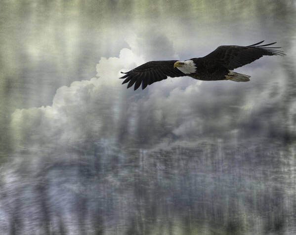 American Adult Bald Eagle Poster featuring the photograph Into The Heavens by Thomas Young