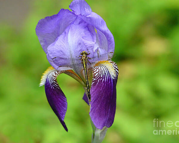 Iris Germanica Poster featuring the photograph Iris and the Dragonfly 3 by Jai Johnson