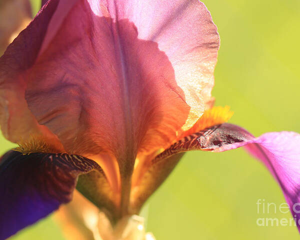 Iris Poster featuring the photograph Iris Study 6 by Jeanette French